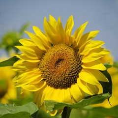Naklejka premium Sunflower