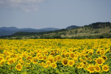 Sunflower