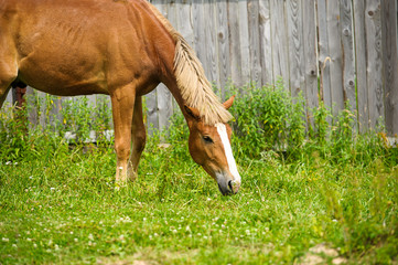 Naklejka premium Horse in meadow. Summer day