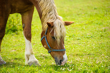 Naklejka na ściany i meble Horse in meadow. Summer day