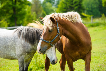 Horse in meadow. Summer day