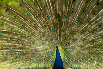 Obraz premium peafowl