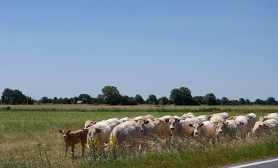 Fototapeta premium Les vaches blanches