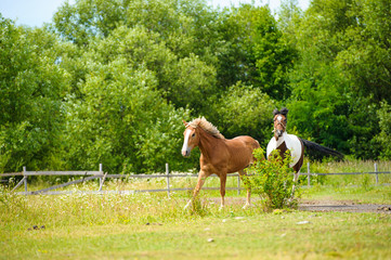 Running horse in meadow. Summer day