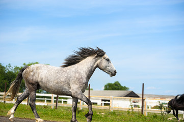 Obraz na płótnie Canvas Running horse in meadow. Summer day