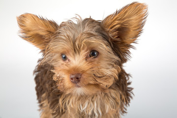 Yorkshire Terrier puppy standing in studio looking inquisitive w