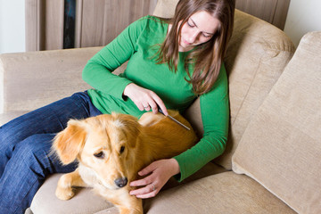 Owner combing her dog