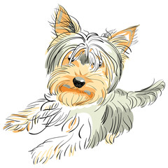vector pedigreed dog Yorkshire terrier