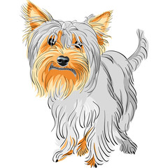 vector pedigreed dog Yorkshire terrier