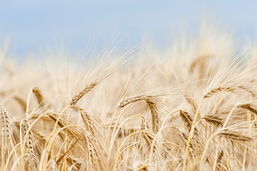 Kornfeld im Detail unter blauem Himmel