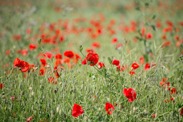 Champs de Coquelicot