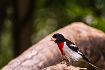 Rose-breasted Grosbeak