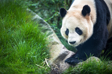 Naklejka premium Giant panda (Ailuropoda melanoleuca)