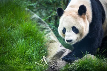 Crédence de cuisine en verre imprimé Panda Panda géant (Ailuropoda melanoleuca)