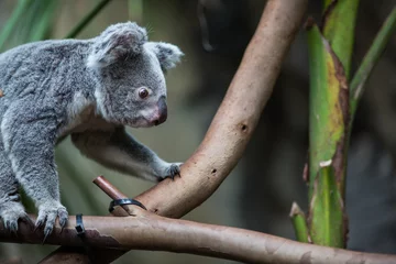 Zelfklevend Fotobehang Koala Koala op een boom met struikgroene achtergrond
