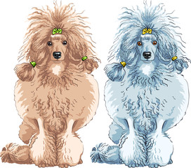 vector dog  Poodle breed sitting