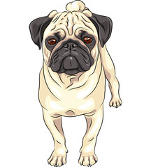 vector sketch cute dog pug breed