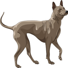 vector color sketch Thai Ridgeback Dog breed runs