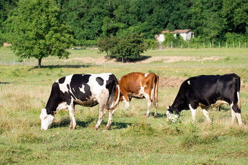 Fototapeta na wymiar Cows in field