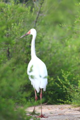 Siberian Crane (Grus leucogeranus) in North China 