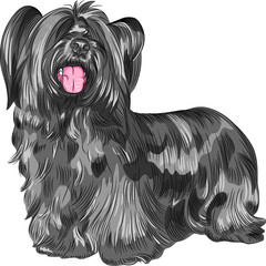vector dog Skye Terrier breed