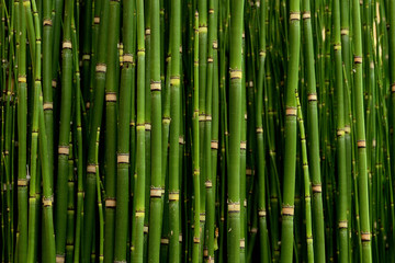 thickets of young bamboo in college park