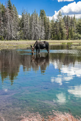 Moose Standing in Reflecting Lake