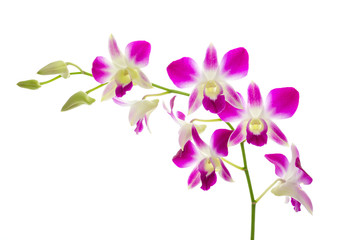 Naklejka na ściany i meble Purple orchid flower isolated white background