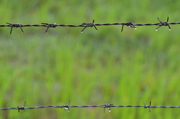 Barb wire with rice field background
