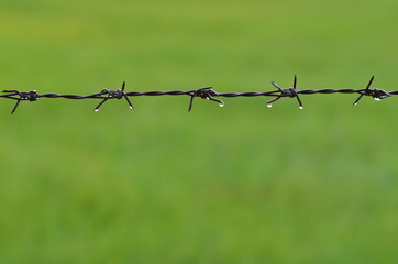 Barb wire with water drops