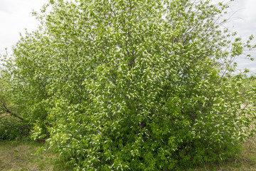 Fototapeta premium white cherries.