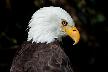 Fototapeta premium Bald Eagle