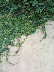 Wall leaf