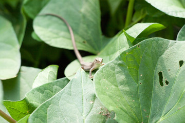 Takydromus tachydromoides also known as a Japanese grass lizard