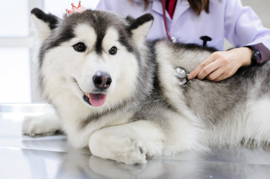 veterinarian examining cute siberian husky at hospital