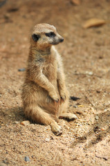 Fototapeta premium meerkat