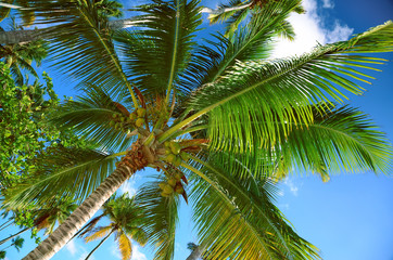 Fototapeta na wymiar Coconut palm trees perspective view