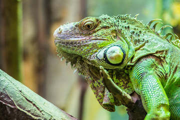 Green Iguana Reptile Portrait Closeup