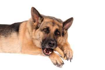 DSH Deutscher Schäferhund mit Kauknochen