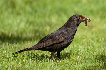 blackbird in the grass with Worms in his mouth 