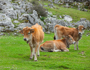 Three calf in a pasture in the Cantabrian Mountains ,  Spain