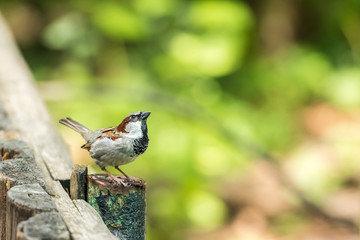 Tiny Sparrow On Wooden Fence