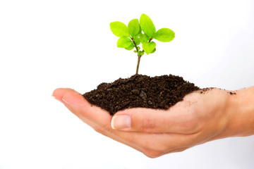 Female hand holding and caring a young green plant