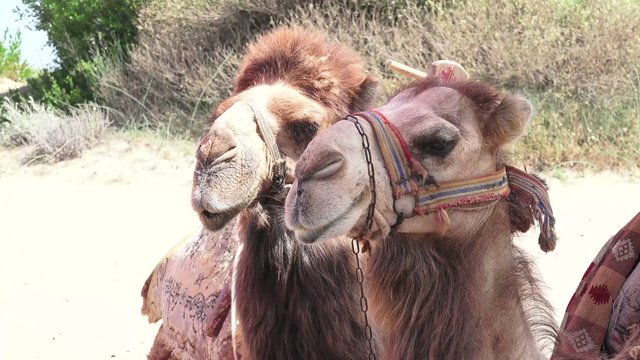 camel in harness