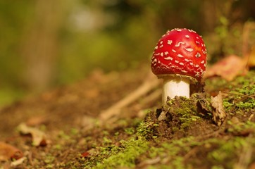 Fly agaric toadstool in forest