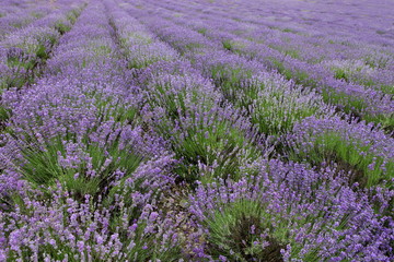 Obraz na płótnie Canvas Lavender fields