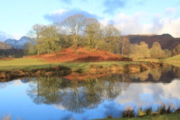 Trees reflection with colour