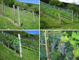 Vineyard - Four Seasons