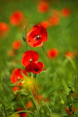 Poppy, Papaver rhoeas, Papaveraceae