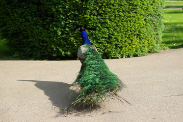 Pfau von Hinten